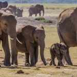Good News for African Wildlife