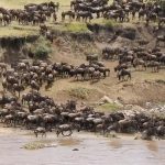 safariskenya-wildebeest-migration