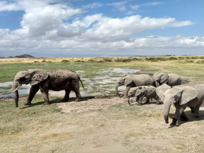 14 Days Kenya Tanzania Tour Safari