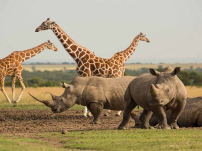 Ol Pejeta Tour Packages Feature | Erideka Safaris Kenya
