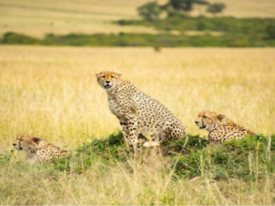 7 Days Kenya Plateau and Wildlife Beauty Tour Safari | Erideka Safaris Kenya