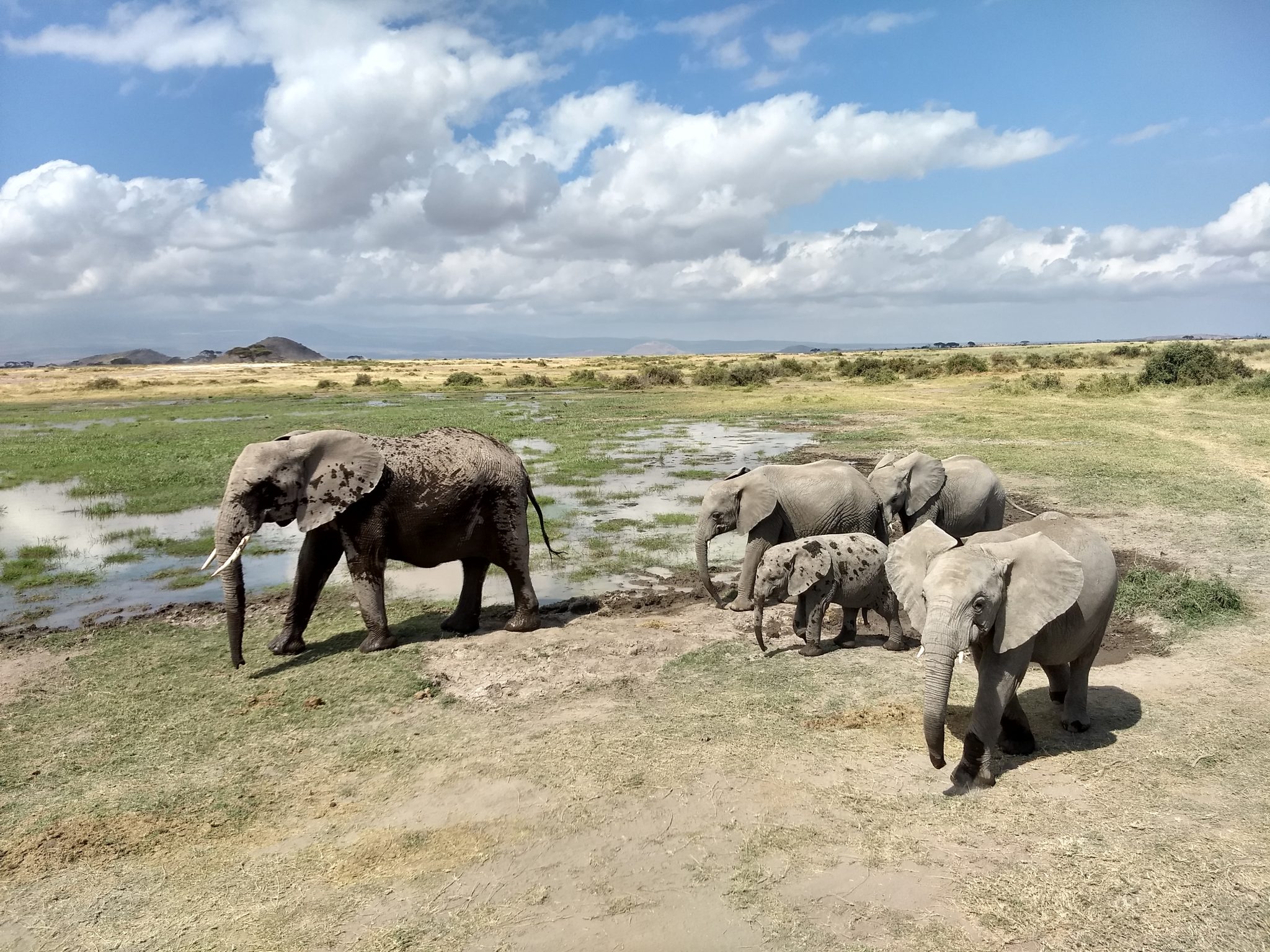 Serengeti - Maasai Mara Elephants Census Offers African Wildlife Some