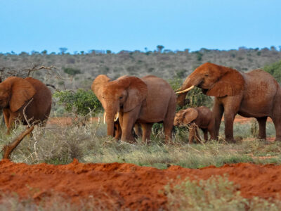 3 Days Tsavo Tour Safari | Erideka Safaris Kenya