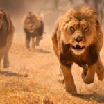 Safarike.com_Lion