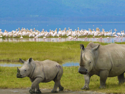 2 Days Lake Nakuru Tour Safari
