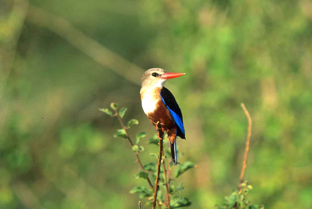 Gray_headed_kingfisher_meru_national_park_safaris_kenya | Erideka Safaris Kenya