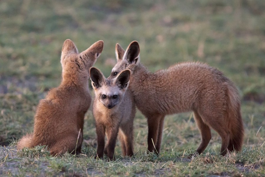 bat-eared_foxes_in_the_ngorongoro_crater_tanzania | Erideka Safaris Kenya
