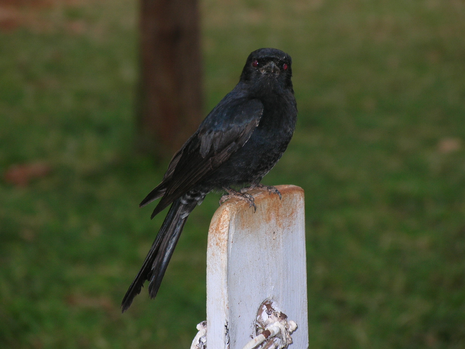 bird_meru_national_park_safaris_kenya | Erideka Safaris Kenya