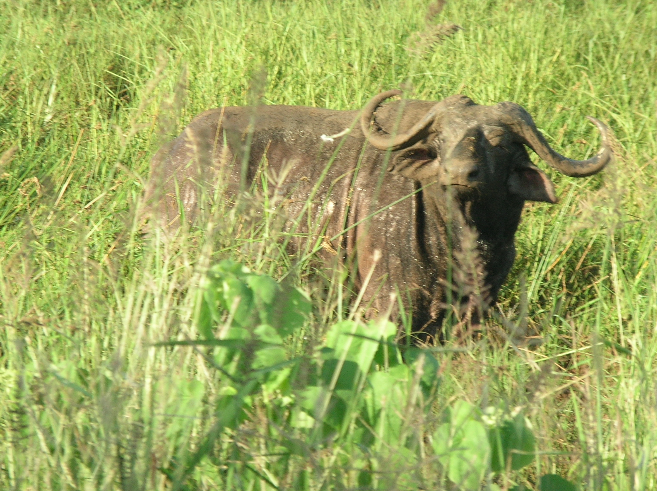 buff_meru_national_park_safaris_kenya | Erideka Safaris Kenya