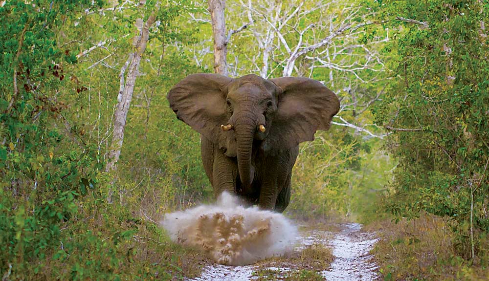 elephant1_arabuko_sosoke_national_park_safaris_kenya | Erideka Safaris Kenya