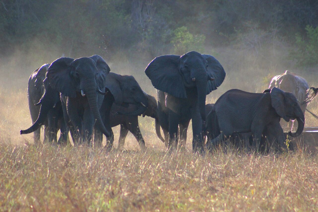 elephant_arabuko_sosoke_national_park_safaris_kenya | Erideka Safaris Kenya