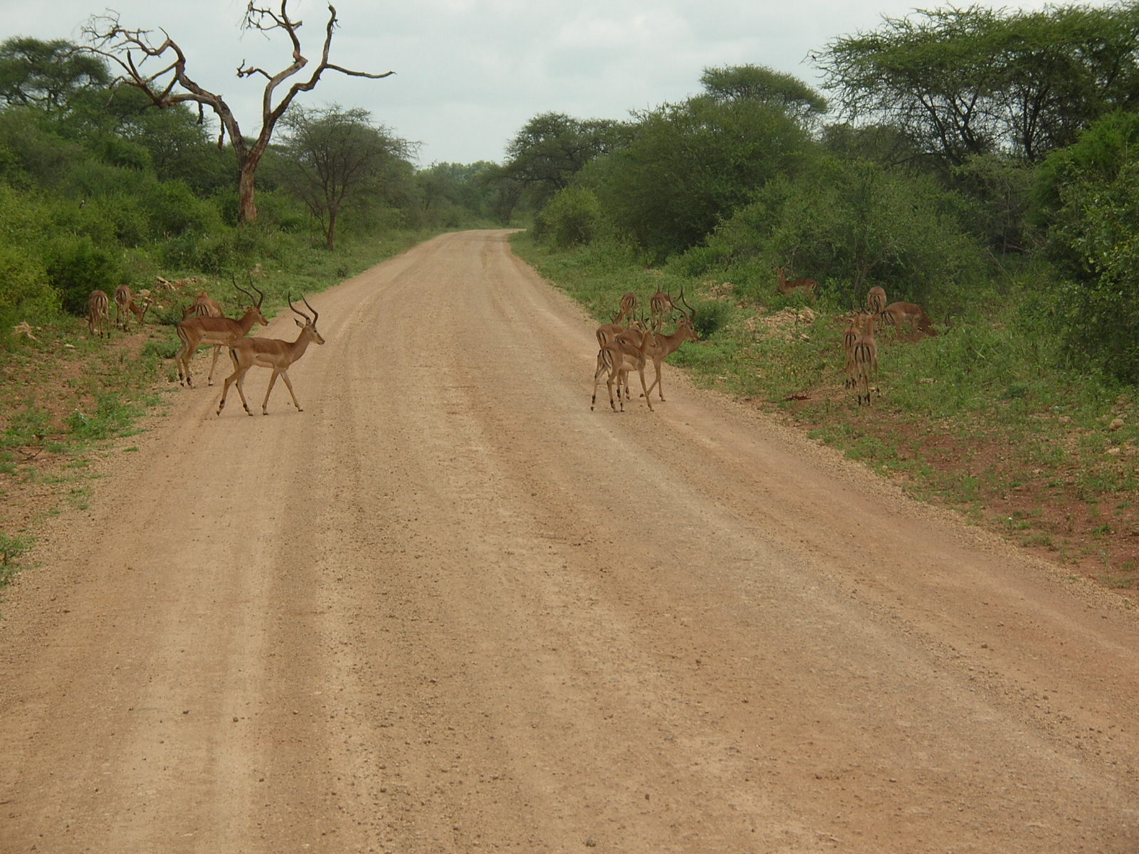 impala_meru_national_park_safaris_kenya | Erideka Safaris Kenya