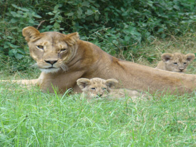 7 Days Amboseli, Lake Nakuru and Masai Mara Kenya Plateau Safari Tour | Erideka Safaris Kenya