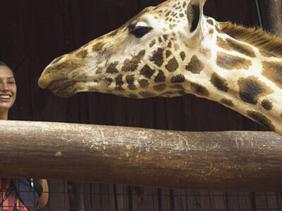 Giraffe at the giraffe center